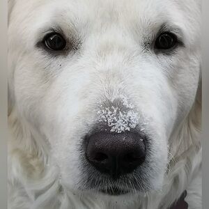 Meet your Posher, Diandra